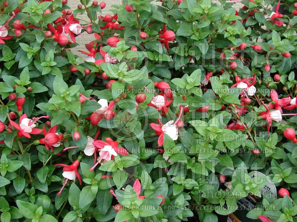 Fuchsia Shadow Dancers Betty or Shabetty (Fuchsia) 4 