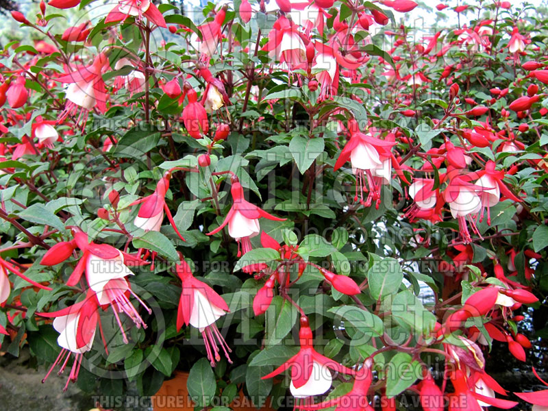 Fuchsia Shadow Dancers Betty or Shabetty (Fuchsia) 1 