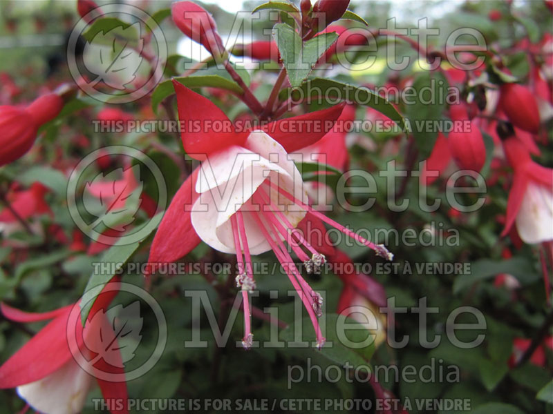 Fuchsia Shadow Dancers Betty or Shabetty (Fuchsia) 2 