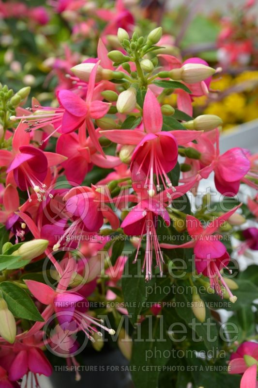 Fuchsia Sunbeam Cherry (Fuchsia) 1 