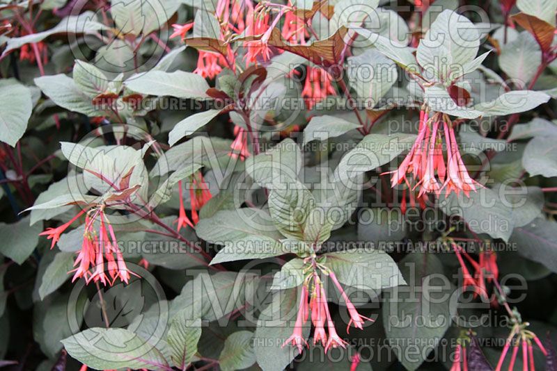 Fuchsia Gartenmeister Bonstedt (Fuchsia)  1