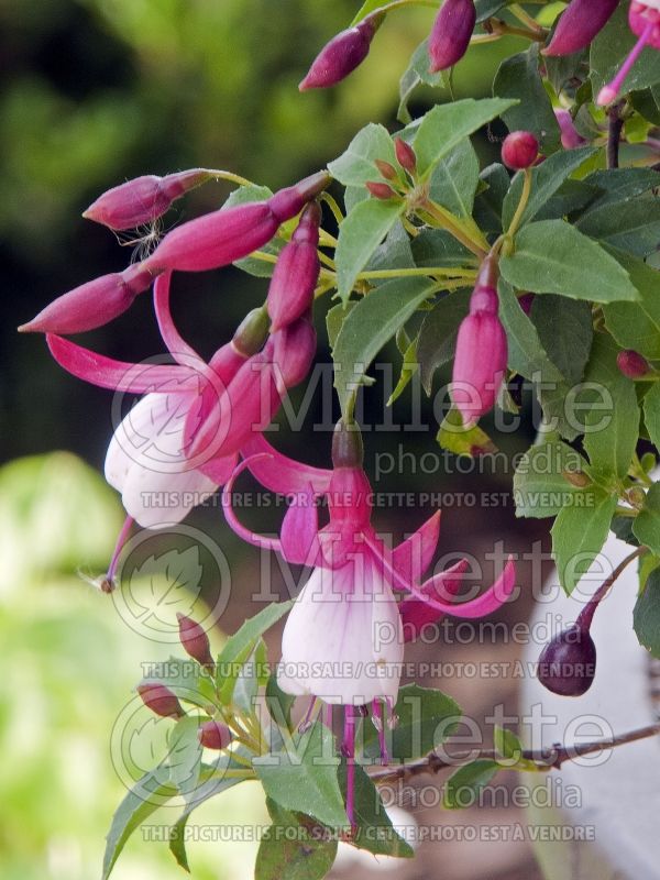 Fuchsia Windchimes Neon White (Fuchsia) 1 