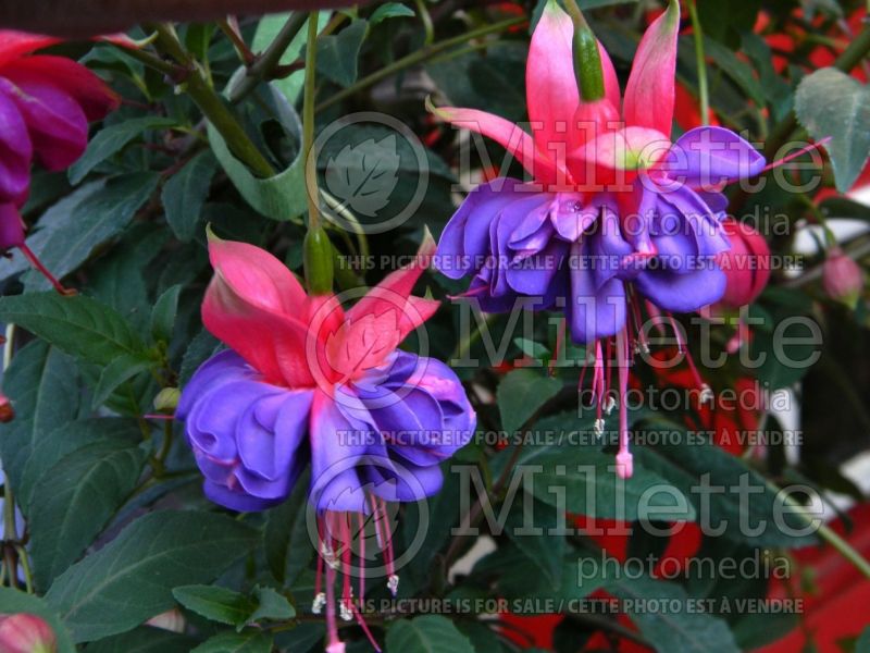 Fuchsia Winston Churchill (Fuchsia) 1 