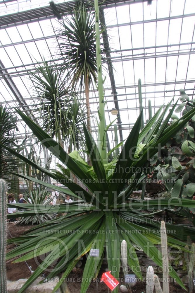 Furcraea foetida (Giant Cabuya, Green-aloe)  2