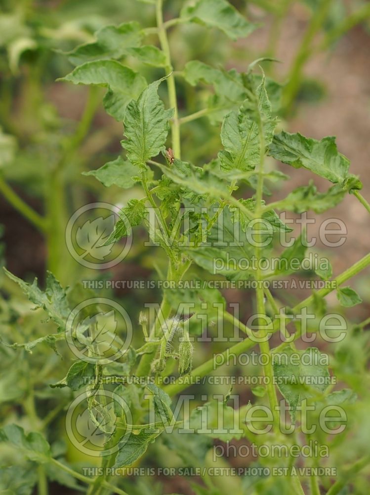 Tomatoes with Fusarium Wilt (Fusarium oxysporum) 1 