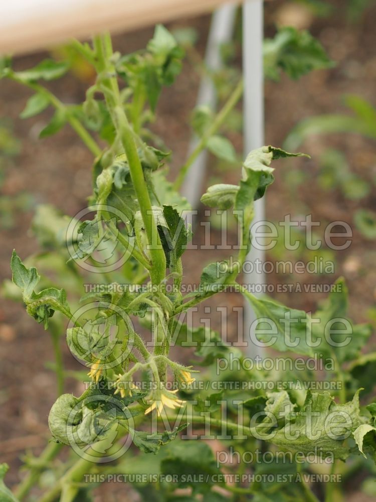 Tomatoes with Fusarium Wilt (Fusarium oxysporum) 2
