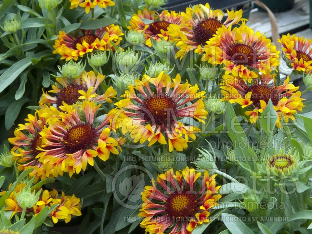 Gaillardia Fanfare (Blanket Flower) 3  