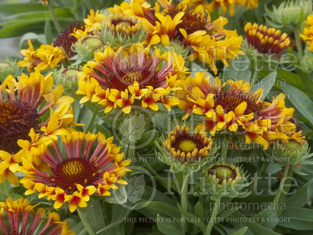 Gaillardia Fanfare (Blanket Flower) 5  