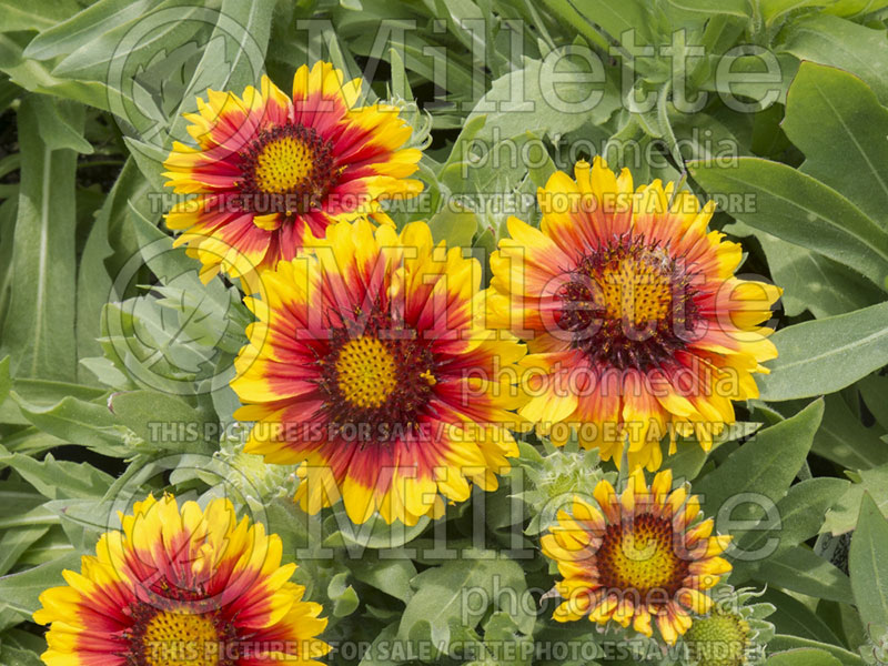 Gaillardia Mesa Bright Bicolor (Blanket Flower) 5 