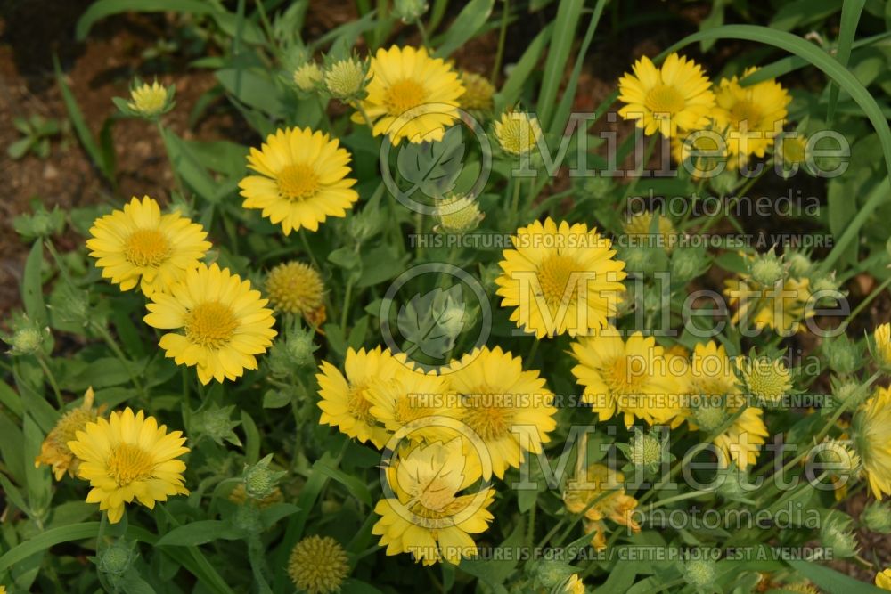 Gaillardia Heat it Up Yellow (Blanket Flower) 3 