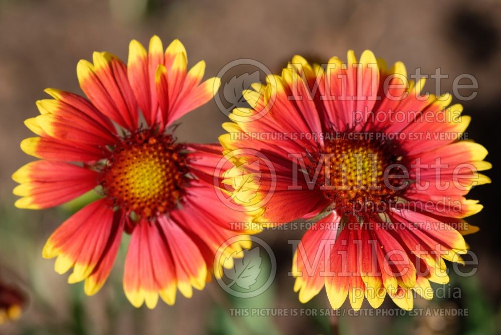 Gaillardia Bremen (Blanket Flower - Gaillarde) 1 