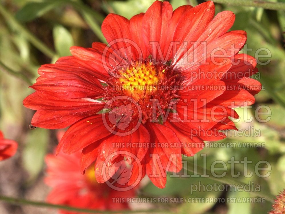 Gaillardia Burgunder (Blanket Flower - Gaillarde) 1 