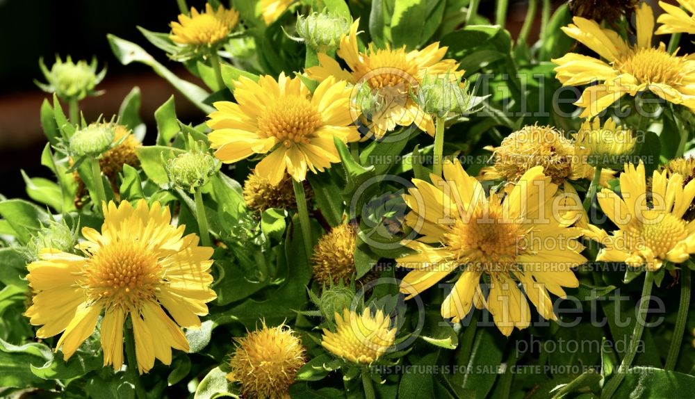 Gaillardia Mesa Yellow (Blanket Flower) 10