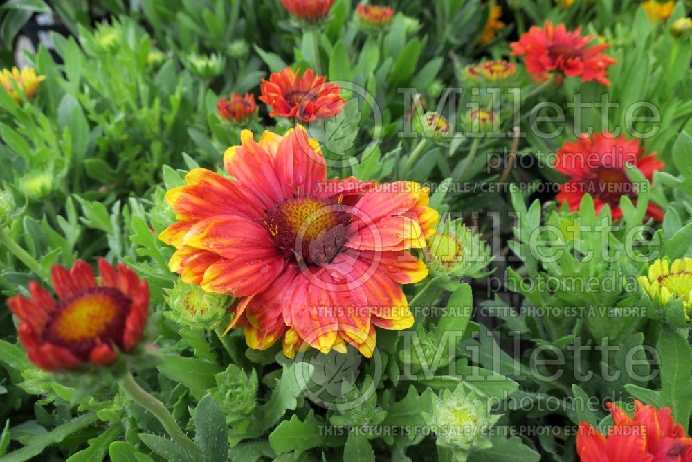 Gaillardia Sunset Snappy (Blanket Flower) 4