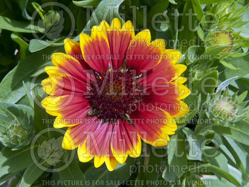 Gaillardia Arizona Sun (Blanket Flower) 10  