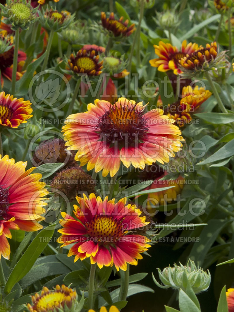 Gaillardia Arizona Sun (Blanket Flower) 9  