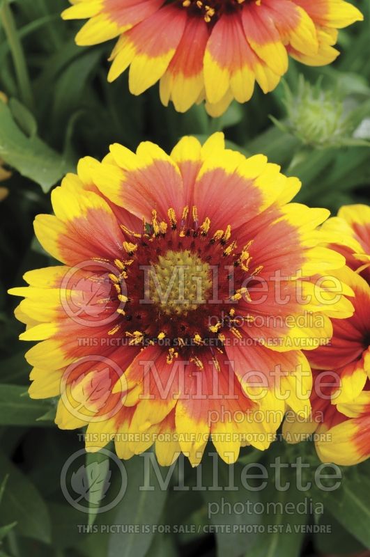 Gaillardia Arizona Sun (Blanket Flower) 12  