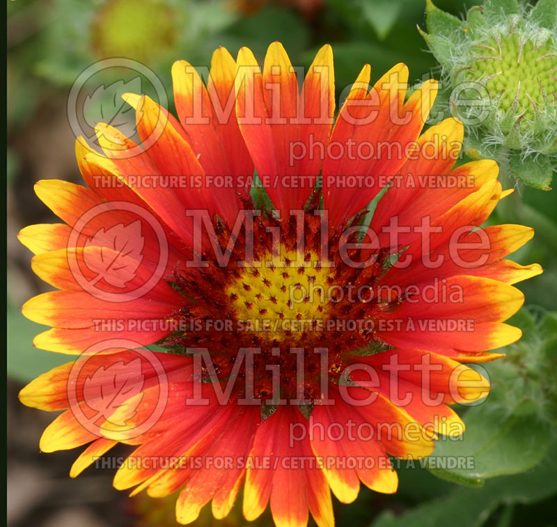 Gaillardia Arizona Sun (Blanket Flower) 3  