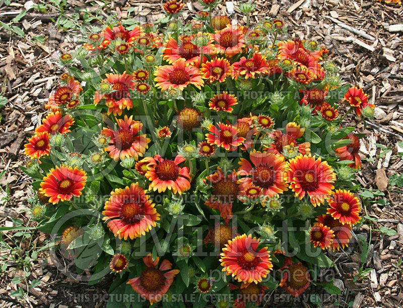 Gaillardia Arizona Sun (Blanket Flower) 4  