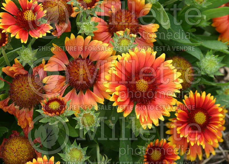 Gaillardia Arizona Sun (Blanket Flower) 5  