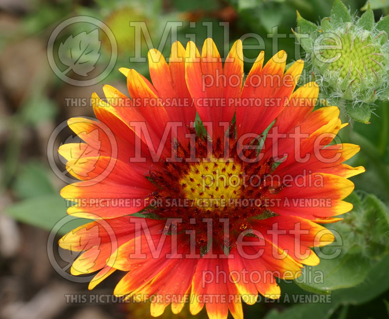 Gaillardia Arizona Sun (Blanket Flower) 6  