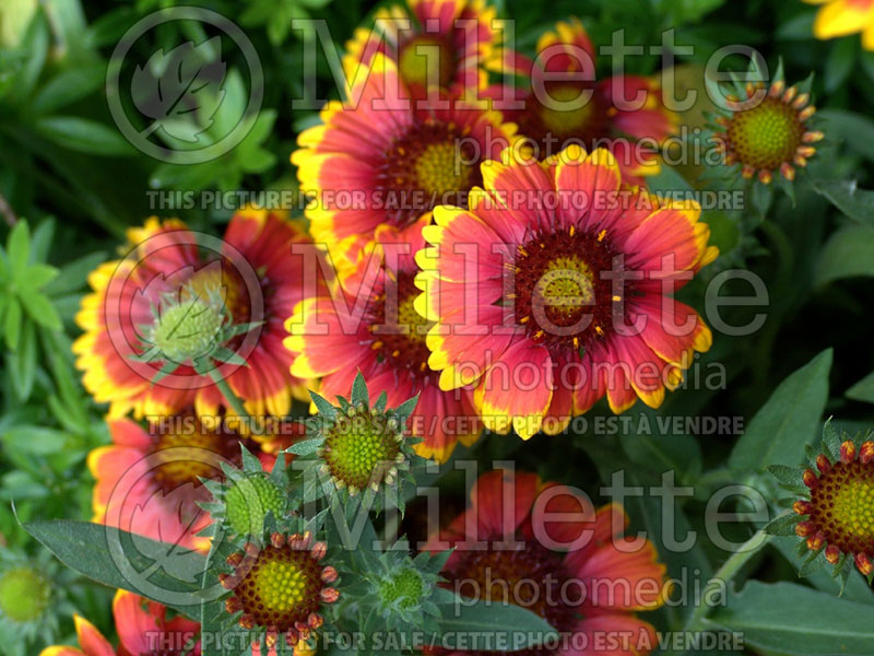 Gaillardia Arizona Sun (Blanket Flower) 8  