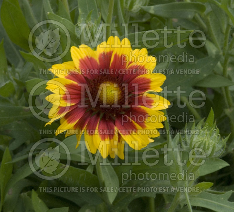 Gaillardia Granada (Blanket Flower)  1