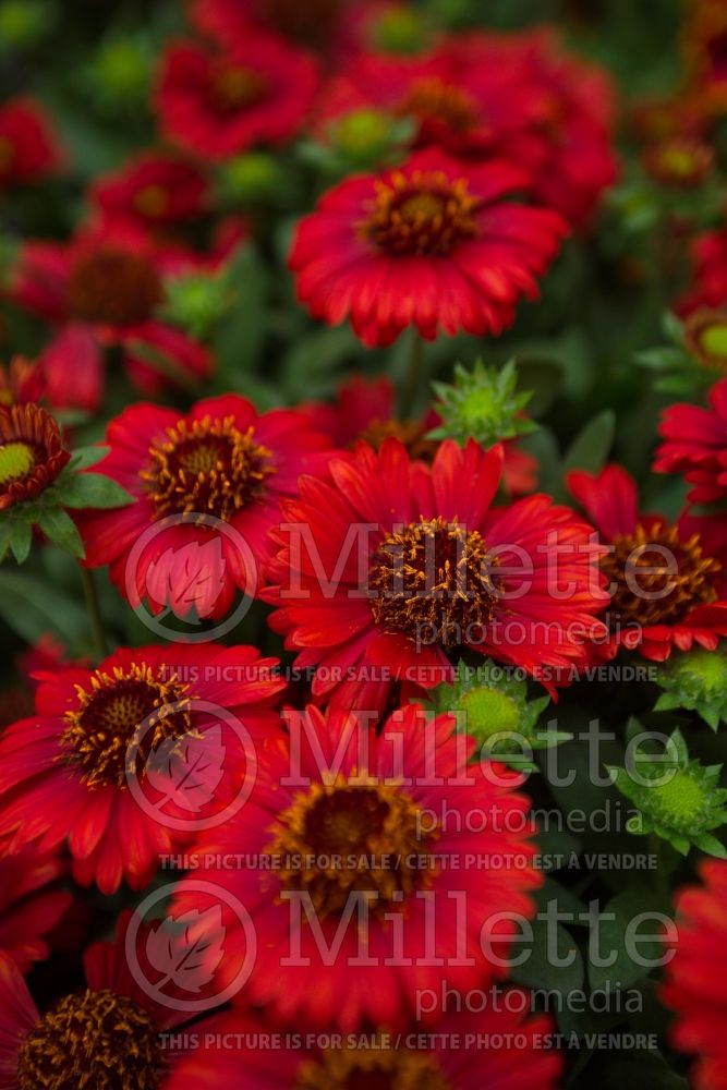 Gaillardia Spintop Red (Blanket Flower - Gaillarde) 2 