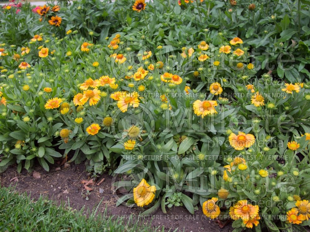 Gaillardia Arizona Apricot (Blanket Flower) 2