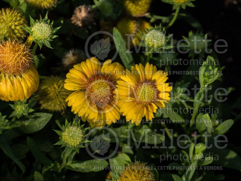 Gaillardia Arizona Apricot (Blanket Flower) 1