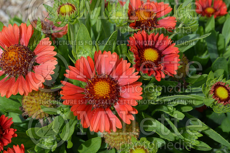 Gaillardia Celebration  (Blanket Flower) 1