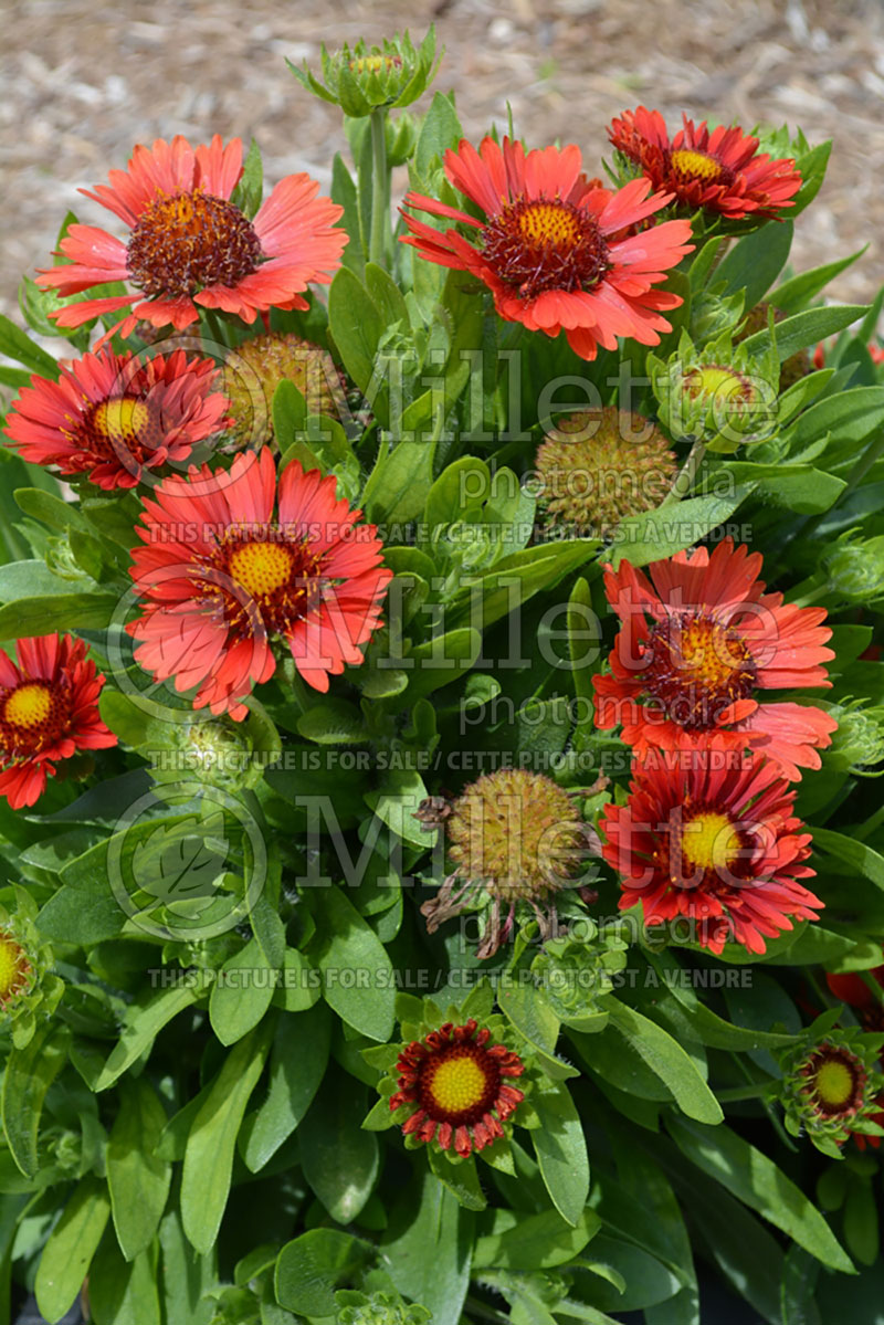 Gaillardia Celebration  (Blanket Flower) 2