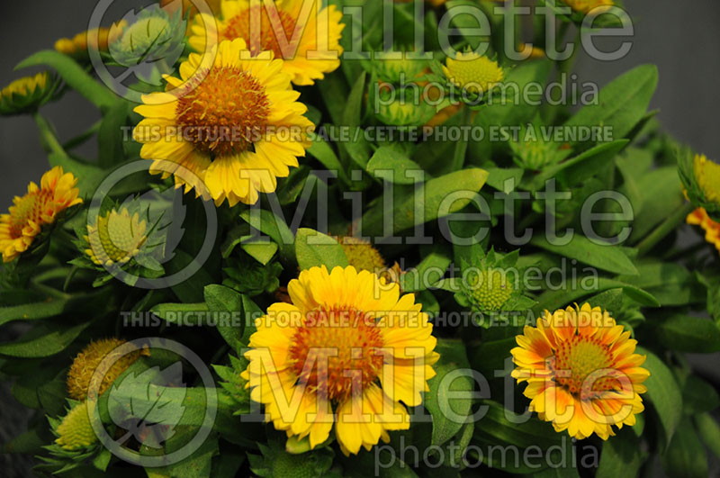 Gaillardia Gallo Peach (Blanket Flower)  2 