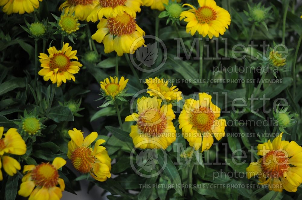 Gaillardia Gallo Peach (Blanket Flower)  3 