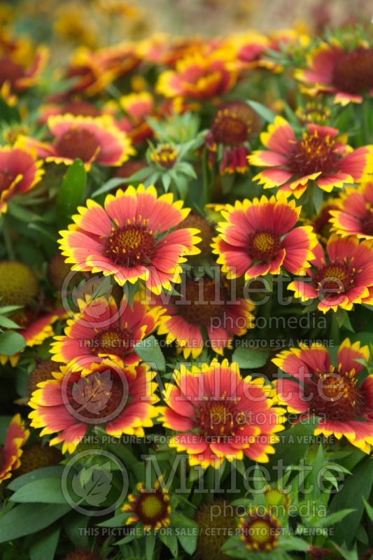 Gaillardia Galya Wild Fire (Blanket Flower) 1