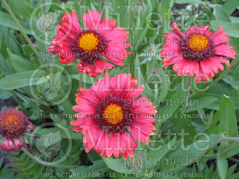 Gaillardia Burgundy (Blanket Flower)  1