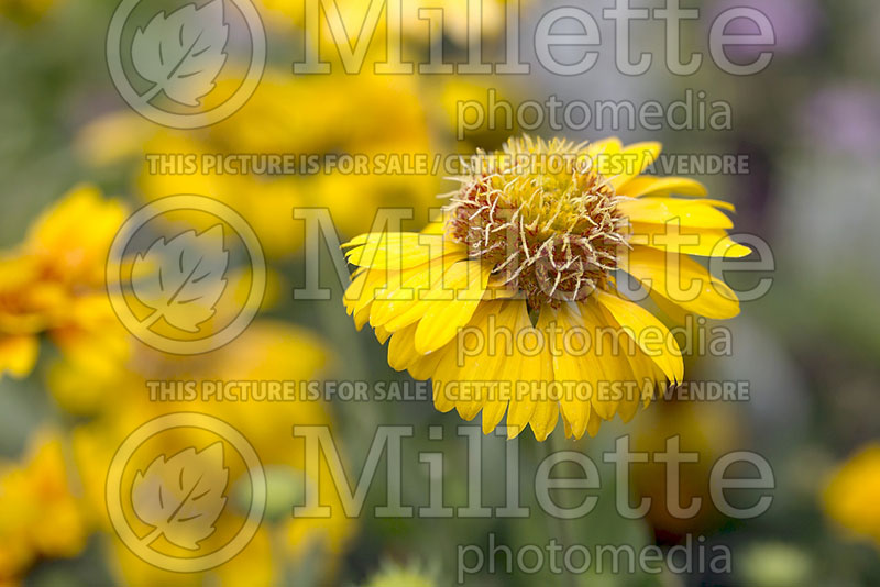 Gaillardia Commotion Moxie (Blanket Flower) 1