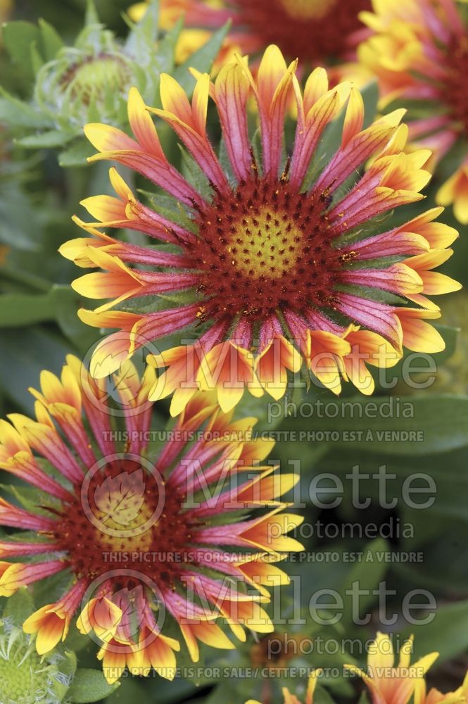 Gaillardia Fanfare (Blanket Flower) 6  