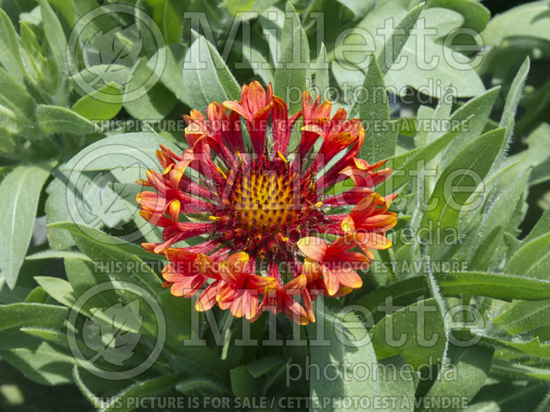 Gaillardia Fanfare Blaze (Blanket Flower) 3 