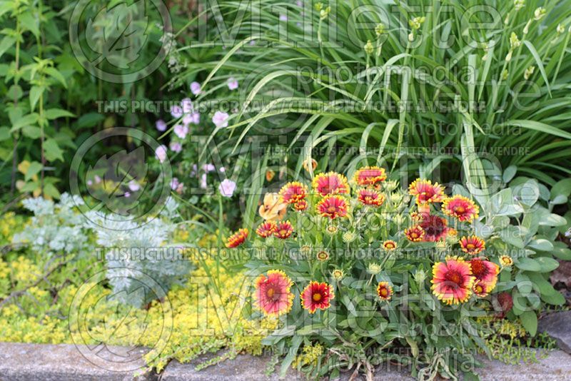 Landscaping with Gaillardia (Blanket Flower) 1  