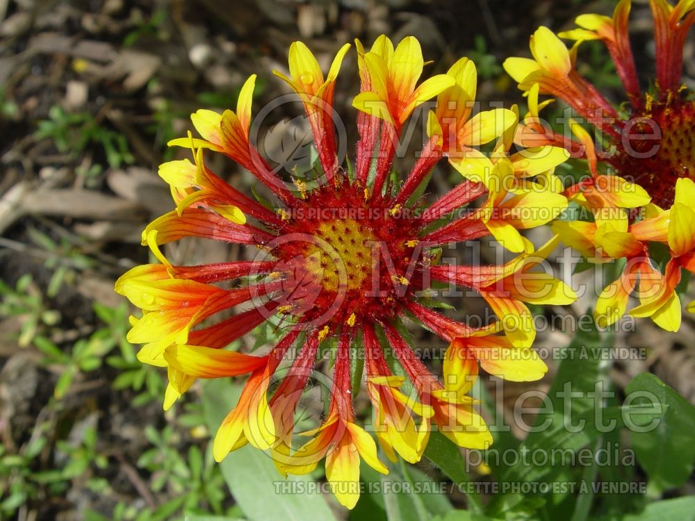 Gaillardia Fanfare (Blanket Flower) 8  