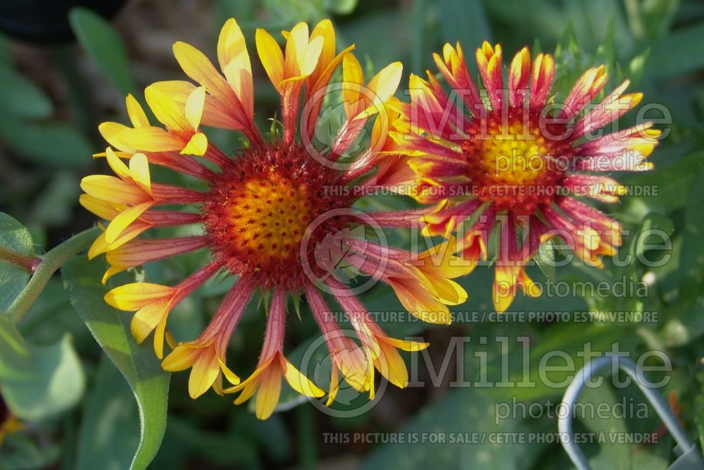 Gaillardia Fanfare (Blanket Flower) 9  