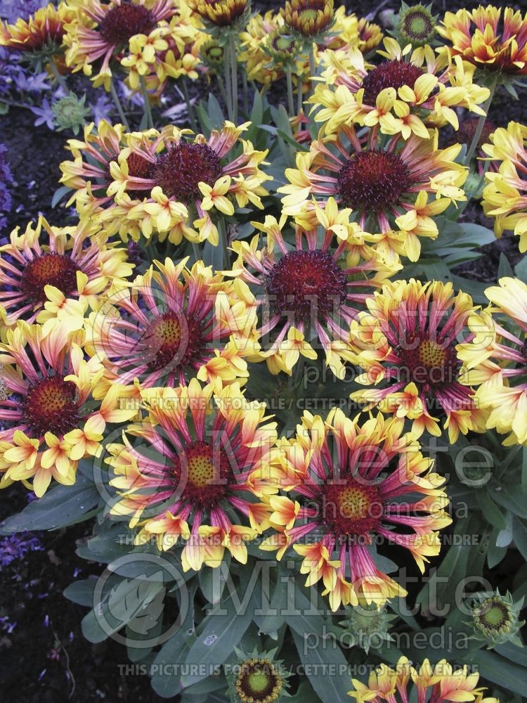 Gaillardia Fanfare (Blanket Flower) 10  