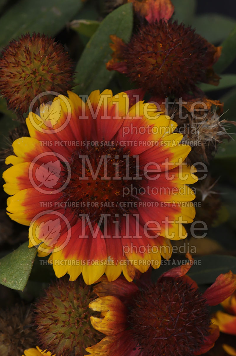 Gaillardia Gallo Dark Bicolor (Blanket Flower) 1