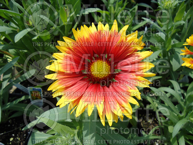 Gaillardia Goblin aka Kobold (Blanket Flower) 3  