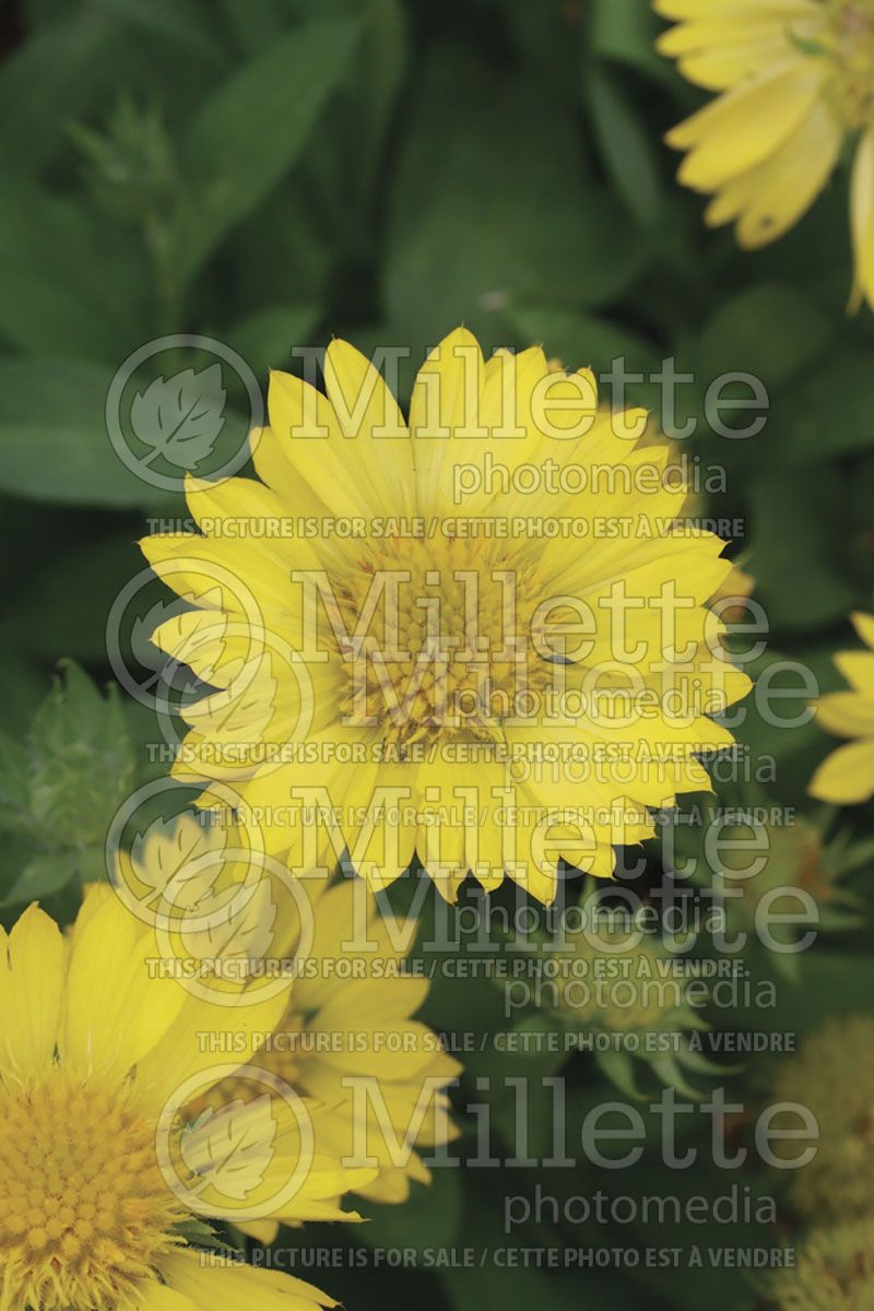 Gaillardia Mesa Yellow (Blanket Flower) 2