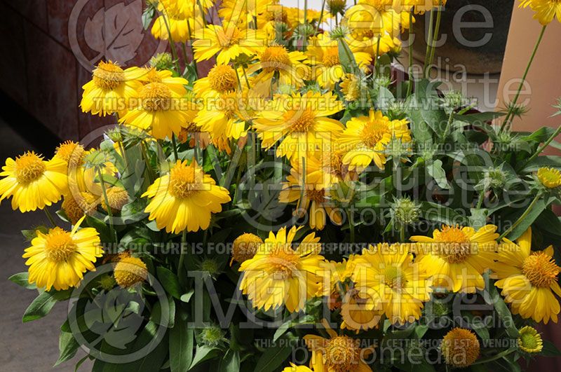 Gaillardia Mesa Yellow (Blanket Flower) 5