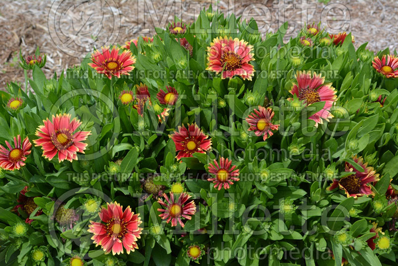 Gaillardia Sunset Snappy (Blanket Flower) 1