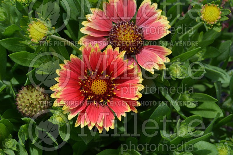 Gaillardia Sunset Snappy (Blanket Flower) 2