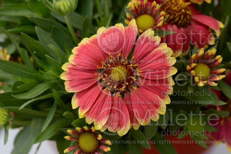 Gaillardia Sunset Snappy (Blanket Flower) 3